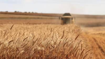Владислава Магалецкая - США финализируют открытие рынка для украинской кукурузы и пшеницы - epravda.com.ua - США - Украина