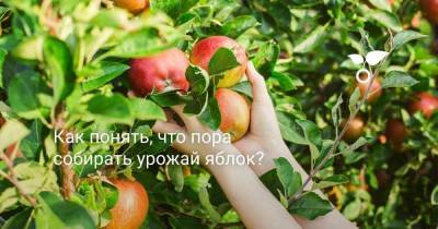 Как понять, что пора собирать урожай яблок? - skuke.net