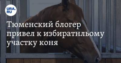 Блогер - Тюменский блогер привел к избирательному участку коня - ura.news - Тюмень