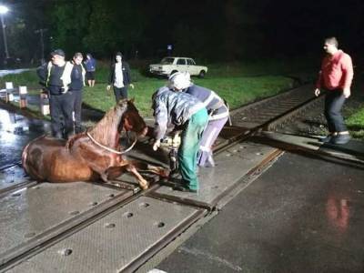 В Волынской области остановили поезд ради спасения коня - gordonua.com - Украина - Луцк - Волынская обл.