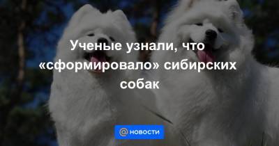 Ученые узнали, что «сформировало» сибирских собак - news.mail.ru