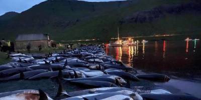 На Фарерских островах прошла крупнейшая охота на дельфинов - koronavirus.center - Дания - Фарерские Острова