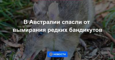 В Австралии спасли от вымирания редких бандикутов - news.mail.ru - Австралия