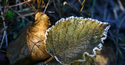 ГСЧС предупреждает о заморозках: в каких регионах похолодает - dsnews.ua - Украина