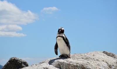 Десятки пингвинов в Африке убиты пчёлами - mirnov.ru - Юар - Кейптаун - Острова