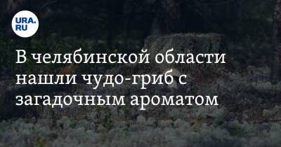 В челябинской области нашли чудо-гриб с загадочным ароматом - ura.news - Челябинская обл.