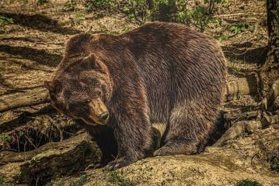 Медведи стали чаще выходить к людям вблизи Иркутска - tayga.info - Иркутск - район Иркутский