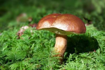 Миколог назвала грибы, которые будут расти до конца ноября в Новосибирске - novos.mk.ru - Россия - Новосибирск