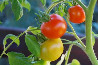 Как вырастить, благодаря аспирину, большой урожай помидоров: хитрость огородника - skuke.net