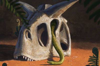 Все змеи произошли от выживших после падения астероида динозавров - techno.bigmir.net