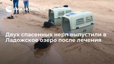 Двух спасенных нерп выпустили из Сторожевого в Ладожское озеро после лечения - ria.ru - Россия - Ленинградская обл. - Санкт-Петербург
