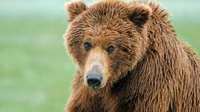 Медведь разорвал палатки туристов в кемпинге в Красной поляне в Сочи - 5-tv.ru - Сочи