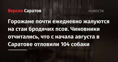 Чиновники: с начала августа в областном центре отловили 104 бездомные собаки - nversia.ru - Саратов
