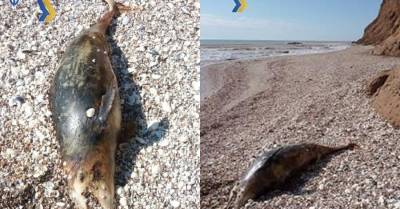 На побережье Азовского моря выбросило погибших дельфинов - kp.ua - Украина - Запорожская обл. - район Мелитопольский