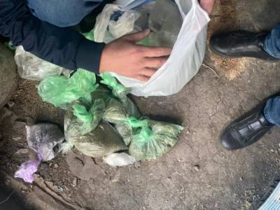 У липчанина на участке нашли 41 куст конопли и 2000 граммов марихуаны - lipetskmedia.ru - Липецкая обл.