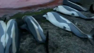 Небывалая бойня на Фарерах: охотники убили полторы тысячи дельфинов - vesti.ru - Дания - Фарерские Острова