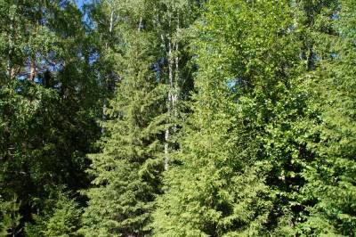 Каждое третье дерево в лесах Пермского края ель - 59i.ru - Пермский край - Экология