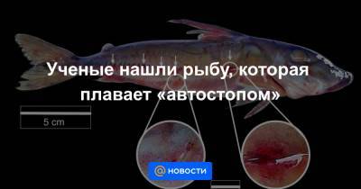 Ученые нашли рыбу, которая плавает «автостопом» - news.mail.ru