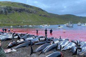 Медленная и мучительная смерть: за ночь жестоко убили 1500 дельфинов. ФОТО - novostiua.news - Украина - Дания - Фарерские Острова