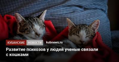 Развитие психозов у людей ученые связали с кошками - kubnews.ru - Австралия