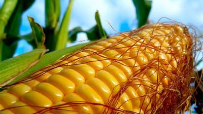Владислава Магалецкая - США финализируют открытие рынка для украинской кукурузы и пшеницы - bin.ua - США - Украина
