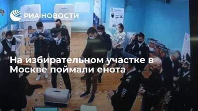 Алексей Венедиктов - На избирательном участке в Москве семь минут ловили енота - smartmoney.one - Москва - Россия - Нижегородская обл. - Севастополь - Курская обл. - Ярославская обл.