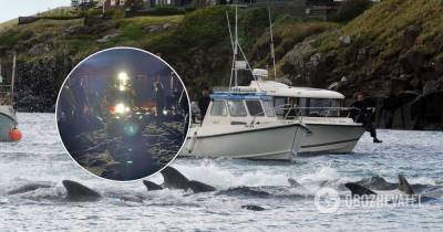 Убийство дельфинов на Фарерских островах: китобои признали свою ошибку - obozrevatel.com - Фарерские Острова