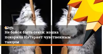 Небойся быть секси: кошка покорила Интернет чувственным танцем - ridus.ru
