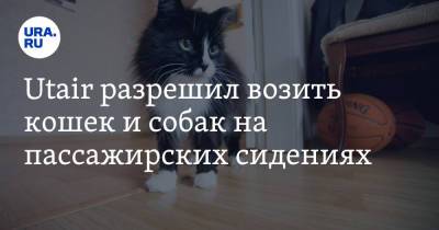 Utair разрешил возить кошек и собак на пассажирских сидениях - ura.news