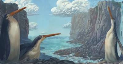 Длинные лапы и клюв. В Новой Зеландии обнаружили новый вид древнего гигантского пингвина - focus.ua - Украина - Новая Зеландия