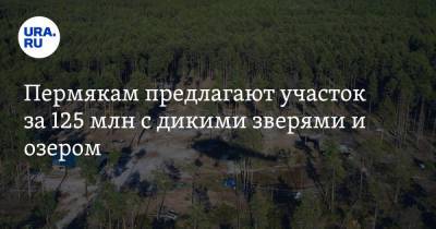 Пермякам предлагают участок за 125 млн с дикими зверями и озером - ura.news - Пермь - Пермский край