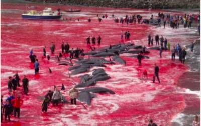 На Фарерских островах жестоко убили тысячи дельфинов на глазах возмущённых людей - lenta.ua - Россия - Украина - Крым - Фарерские Острова
