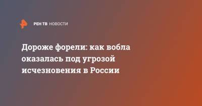 Дороже форели: как вобла оказалась под угрозой исчезновения в России - ren.tv - Россия