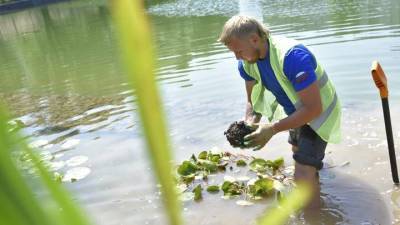 Около 60 тысяч водных растений высадят на столичных прудах - vm.ru - Экология