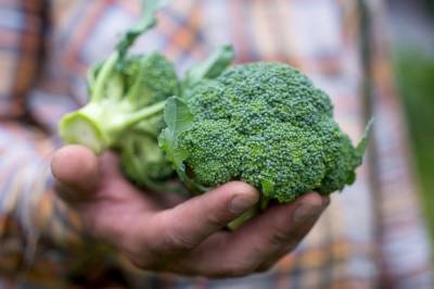 Британский урожай гниет на полях из-за острой нехватки рабочих - agroportal.ua - Украина - Англия - Великобритания