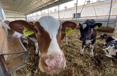 Эксперт: Появление новых молочных комплексов подтверждается статистикой - agroportal.ua - Украина