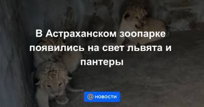 В Астраханском зоопарке появились на свет львята и пантеры - news.mail.ru