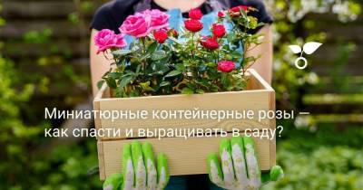 Миниатюрные контейнерные розы — как спасти и выращивать в саду? - skuke.net
