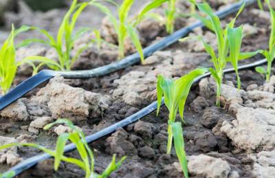 KSG Agro запускает «пилот» по капельному орошению - agroportal.ua - Украина - Италия - Николаев - Турция - Днепропетровская обл.