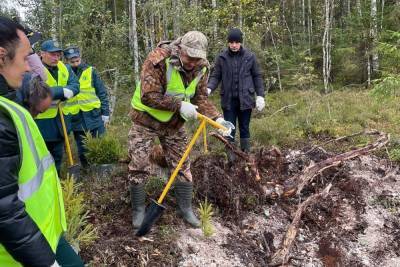 Тысячи сеянцев ели высадили приставы, спасатели и прокуроры рядом с Тесово-Нетыльским - mk.ru - Новгородская обл. - Великий Новгород