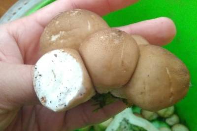 Смешные дождевые грибы выросли в лесах Новосибирска в сентябре - novos.mk.ru - Новосибирск