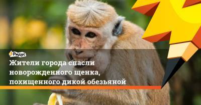 Жители города спасли новорожденного щенка, похищенного дикой обезьяной - ridus.ru - Малайзия