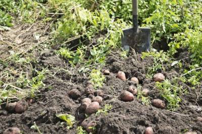 Почему картофель и помидоры нельзя выращивать рядом: о чем не знают многие дачники - skuke.net