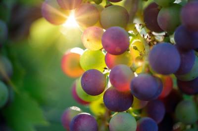 Никита Масленников - Стало известно, как неурожай винограда отразится на производстве вина в России - privet-rostov.ru - Россия