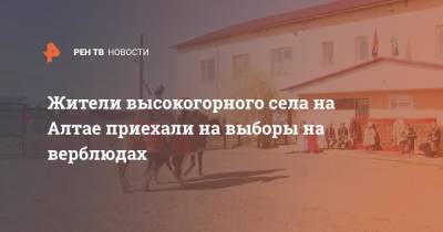 Жители высокогорного села на Алтае приехали на выборы на верблюдах - ren.tv - Казахстан - респ. Алтай - район Кош-Агачский