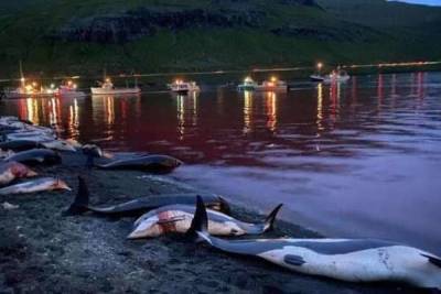 На Фарерских островах убили более 1500 дельфинов - govoritmoskva.ru - Дания - Фарерские Острова