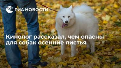Владимир Голубев - Кинолог Голубев: под листьями могут лежать острые предметы, способные ранить собаку - ria.ru - Москва - Россия