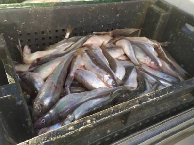 В России решили повысить ставки сбора за пользование водными биоресурсами - rosbalt.ru - Россия