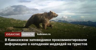 В Кавказском заповеднике прокомментировали информацию о нападении медведей на туристов - kubnews.ru - Краснодарский край