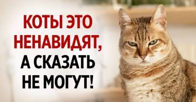 Если бы кот заговорил, он бы вскричал, что терпеть такого не может - skuke.net